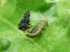 Cassida sp.